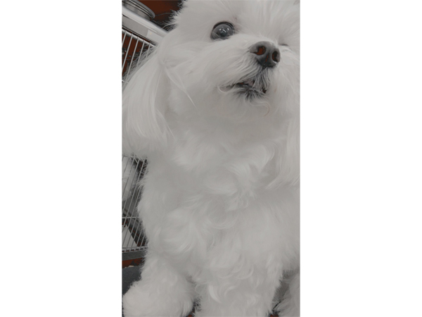 ☆生徒が撮影したモデル犬☆